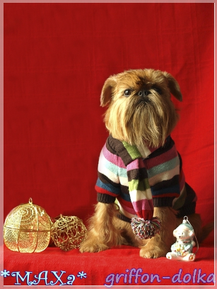 Брюссельский гриффон Талисман Души Лимонная Долька