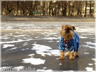 Брюссельский гриффон Талисман Души Лимонная Долька