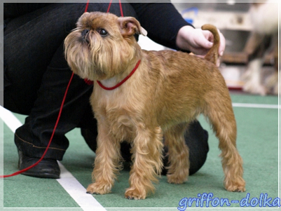 Брюссельский гриффон Талисман Души Лимонная Долька